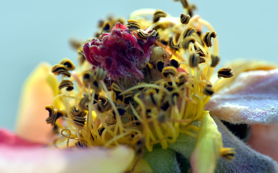 degenerated flower, stamens, regressed