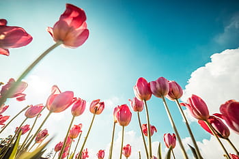 rosa, tulipanes, flores, azul, jardines, naturaleza, rojo, espacio para texto, cielo, sol, rayos de sol