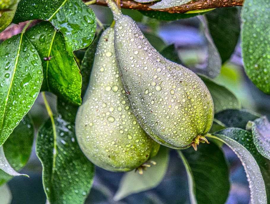 pear, fruit, tree, eat, healthy, fruits, vitamins, food, delicious, nutrition, health