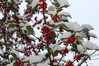 llex aquifolium, common holly, christmas holly, red berries, green leaves, branch, božikovina, winter, nature, outdoor
