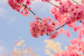 větev, květ, Příroda, flóra, sezóna, třešeň, sakura, třešňové květy, japonské třešně, strom květy
