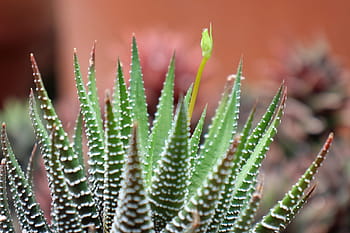 fermer, succulent, plante haworthia attenuata, usine de zèbre, Apicra Attenuata, Aloe Clariperla, famille, plantes non cactus, vivre, désert, Sud