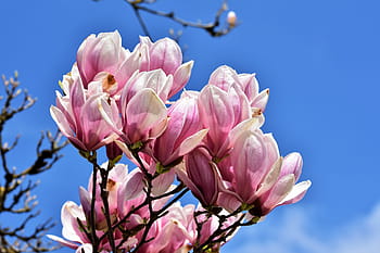 magnolia, magnolia tree, flowers, magnoliengewaechs, magnolia blossom, pink, frühlingsblüher, bud, bloom, plant, spring