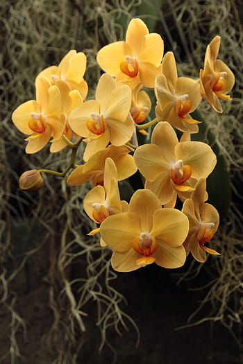 žlutá, phalaenopsis květy orchidejí, můra orchideje, kvetoucí, skleník, zimní, obklopen, španělské mechy, mechy., žlutá orchidej phalaenopsis, žluté orchideje