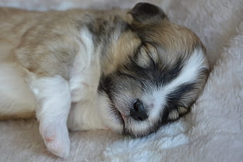 dog, puppy, puppy sleeping, adorable, puppy ouba, cute dog