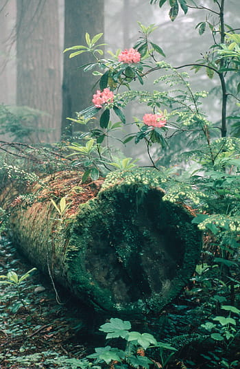 rhododendron květiny, taky, známý, rhododendron ferrugineum, kmen stromu, les, Krásná, Jasný, keř, květ, zelená