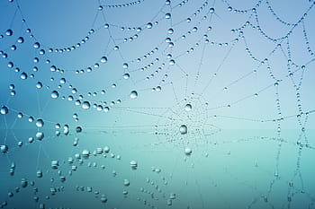 cobweb, drip, water, mirroring, blue, dew, nature, dewdrop, cobwebs, morgentau, web