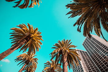 tropical, palmeiras, claro, céu, arquitetura, praia, azul, sem nuvens, quente, folhas, luxo