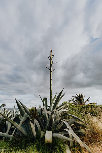 plantas de portugal, jardín, flora, naturaleza, plantas, suculentas, botánicas, portugal, algarve, cactus, agave
