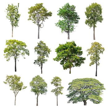 tree, isolated, nature, green, summer, deciduous trees