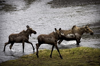 moose, cows, calves, wildlife, nature, animals, herd, forest, foraging, feeding, wild