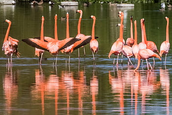 Cuba, cayo santa maria, fenicottero, natura, birdwatching, 10-13-18