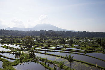 panoramic, view, rice fields, filled, water, sunshine, cloud, clouds, farm, green, land