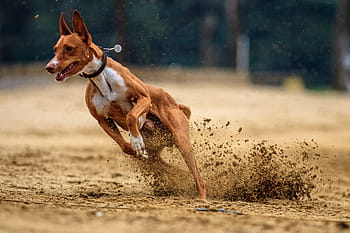 Pes, dostihy psů, zvíře, závod, běh, sport, greyhound dostihy, pet fotografování, hundesport, závodní dráha