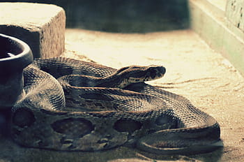 python, la nature, reptile, serpent, zoo