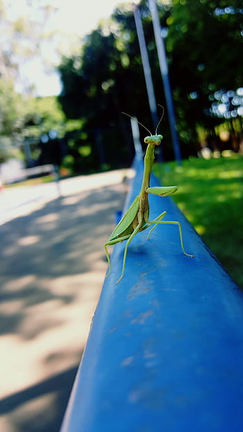 praise, god, nature, green, insect, prayer