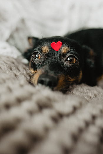 anjing, jantung, kepala, hewan peliharaan, hewan, lucu, anak anjing, manis sekali, cinta, merah, valentine