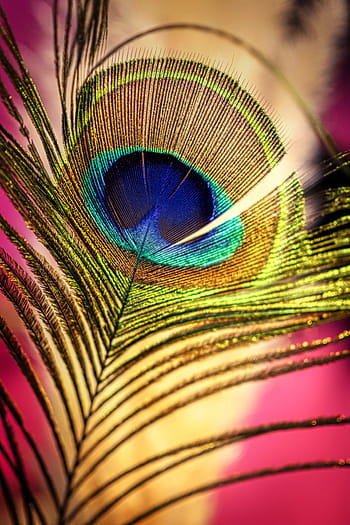 peacock feather, colorful, peacock, feather, iridescent, plumage, nature, pattern, pride, color, structure