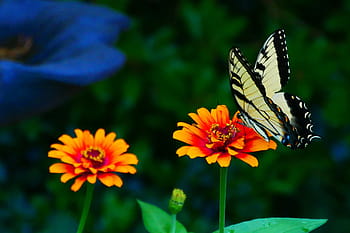 obrázek, Černá, žlutá, otakárek butterfly, odpočívá, cínie květ, květ., žlutý motýl, žlutý a černý motýl, obyčejný žlutý otakárek, papilio machaon
