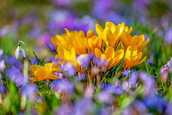 krokus, květ, žlutá, flóra, jaro, Příroda, jarní šafrán, rostlina, brzy bloomer, předzvěst jara, frühlingsanfang