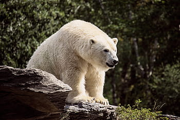 isbjørn, rovdyr, pattedyr, dyr, dyr verden, bære, hvid, kødædere, Zoo, dyrepark berlin