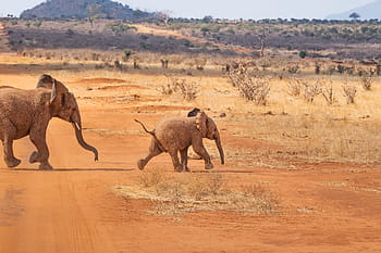 safari, l'éléphant, paysage, la nature, Afrique, savane, région sauvage, le monde animal, steppe, sauvage, Kenya