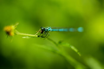 vážka, hmyz, modrá vážka, fotografování přírody, makro fotografie, zelené pozadí, volně žijících živočichů, poněkud, venkovní scénu, detail, přirozené prostředí