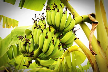 banana tree, banana, fruit, outdoor, tree, yellow