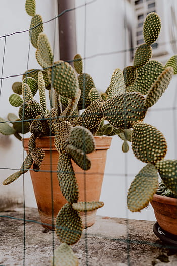 opuntia, keramik, pot, kaktus, pir Berduri, pot keramik, tanaman