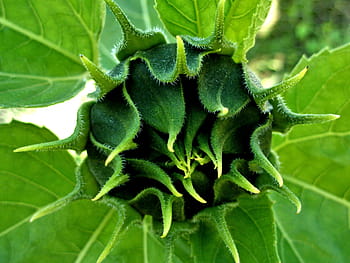 sunflower bud, starting, form, sunflower, flower, sun, green, bud, macro