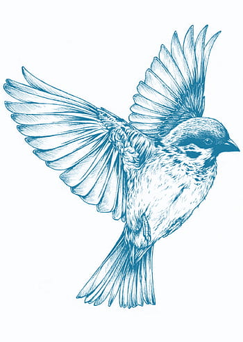 bird, animal, blue, graphics