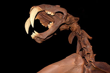 Smilodon, -, กะโหลกศีรษะ, ดาบฟัน, แมว, โครงกระดูก, Eocene, เมกา, สูญพันธุ์, เขี้ยว, สัตว์