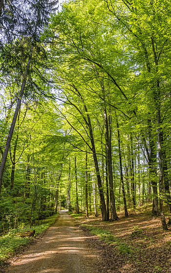 les, pryč, lesní cesta, Příroda, stromy, turistika, stezka, krajina, zelená, odpočinek, cesta