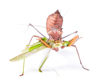 praying, mantis, insect, pacification, conciliation, animal, antenna, bug, crawly, creepy, cutout