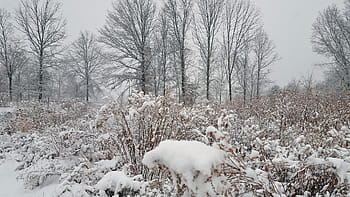 fresh, snow, winter, covers, field, spent, cosmos., snowfall, snow fall, snow accumulation, snowflake