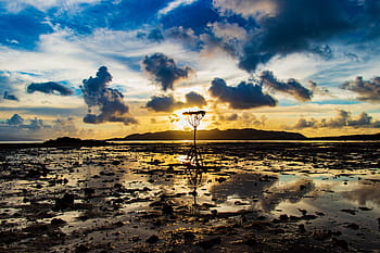 mangrove, sun, water, tropical, wood, travel, blue, sunset, sky, summer, sea