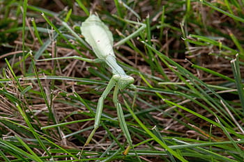 praying, mantis, insect, animal, plant, garden