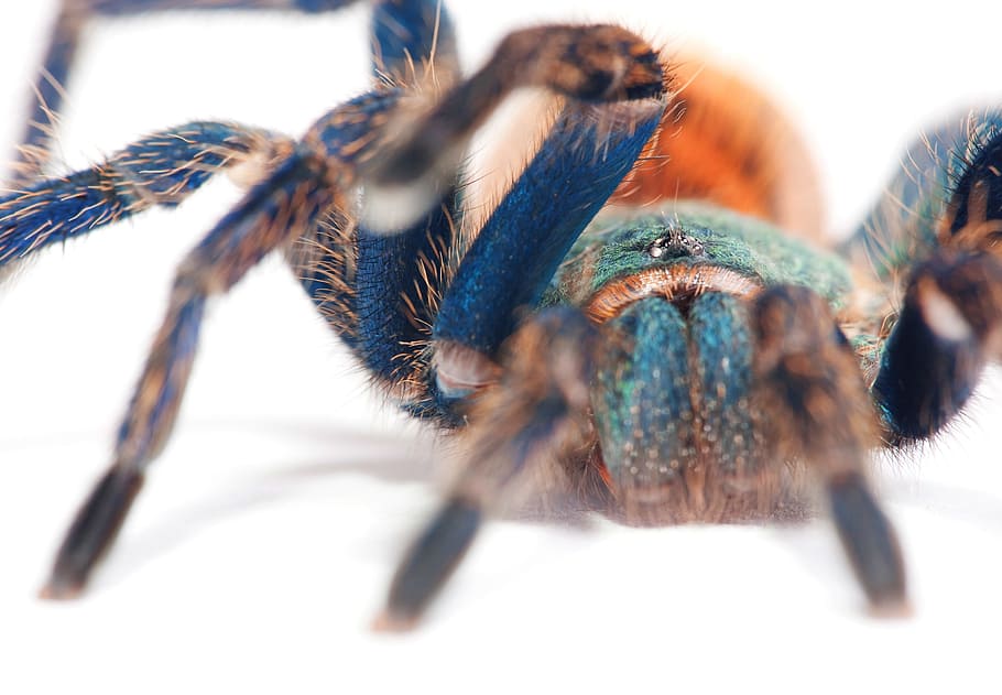 pavouk, web, modrý, tarantule, velký, detailní, izolovaný, fotografie, strašidelný, chlupatý, jedovatý