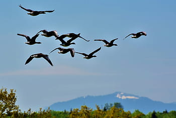 wild geese, grey geese, goose, birds, flock of birds, migratory birds, poultry, water bird, schwimmvogel, flying