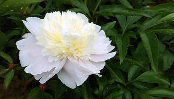white, peony flower bloom, water droplets, droplets., peonies, peony flower, peony plant, flower peony, white peonies, pink peony, red peony