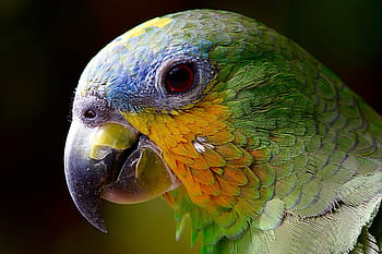 loro, guacamayo, ave, amazonas, cabeza, primer plano, verde, pájaro exótico, ave tropical, animal, naturaleza