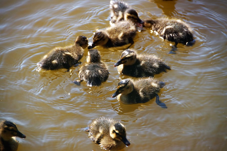duck, wild, brood, water, bird, ducklings, pond, floats, rodinka, spring, ducks