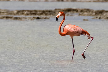 Cuba, cienaga de zapata, fenicottero, natura, birdwatching
