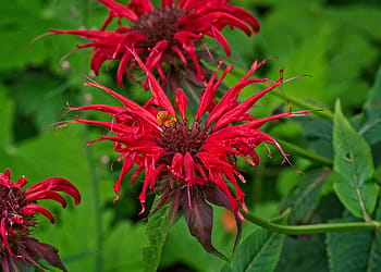 zlatý balzám, monarda didyma, indická kopřiva, scarlet-monarde, léčivé rostliny, květ, oříznutí, lamiaceae, divoká rostlina