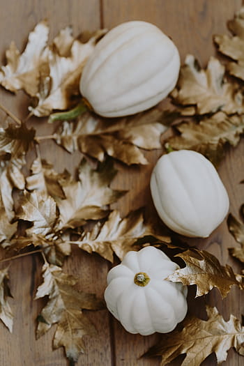 putih, labu, emas, ek, daun, kulit pumkin putih, daun ek, daun dicat, musim gugur, dekorasi, halloween