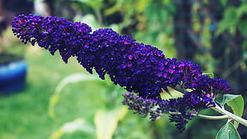 buddleia, nachový, květiny, květinový, zahrada, Příroda, rostlin, fauna, flóra, zelená