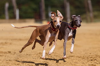 Pes, chrt, domácí zvíře, zvířecí portrét, portrét psa, závodní dráha, dostihy psů, sport, hundesport, lov králíků, závod