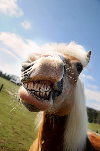 kůň, hlava, portrét, zuby, usměj se, zvíře, rozsah, nos, hříva, hafling, poník
