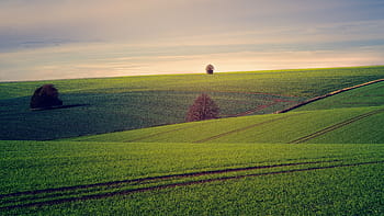 i campi, albero, collina, paesaggio, natura, cielo, nuvole, rurale, prato, erba, verde