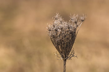 close, dried, stem, queen anne, lace, brown, season, sunny, plant, blue, summer